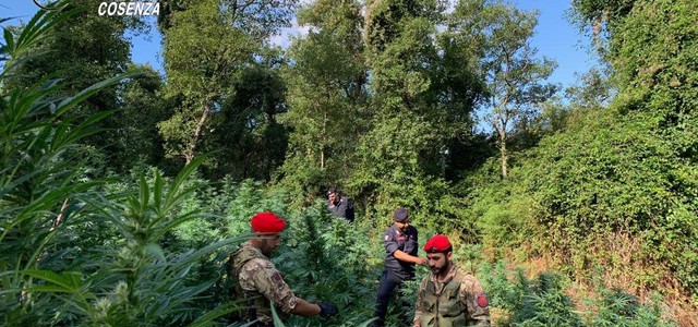 Coltivavano quasi 800 piante di canapa indiana, due arresti
