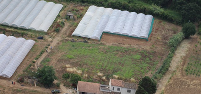 Scoperta maxi piantagione marijuana, 89 mila fusti