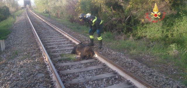 Carcassa cinghiale rimossa dai vigili del fuoco