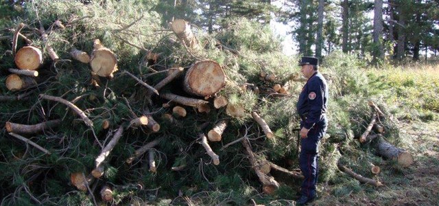 Taglio abusivo di pini larici, tre denunce