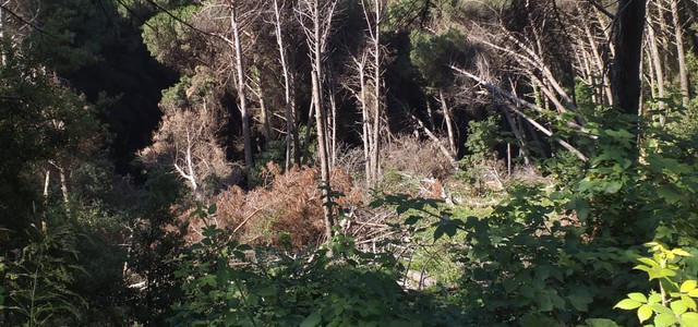 COMMISSIONE AMBIENTE , DISCUSSIONE SU ALBERI COLLASSATI AL SUOLO NELLA PINETA DI SIANO