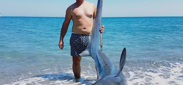 Squalo volpe pescato nel crotonese