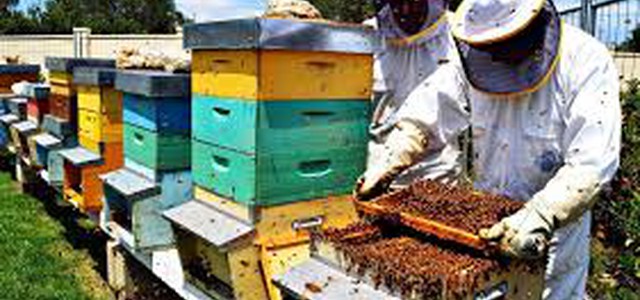 CORSO APICOLTURA E LAVORAZIONE DELLA CERA