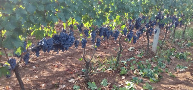 Vino Coldiretti: vendemmia da molto buona ad eccezionale con – 3% di produzione