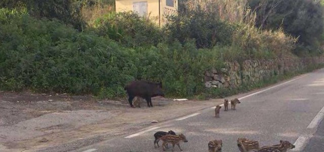 Emergenza cinghiali - Coldiretti: "Non più ammesse misure tampone"
