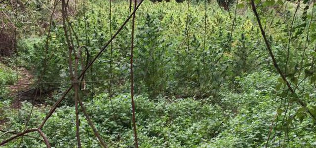 Piantagione di marijuana scoperta dai Carabinieri a Saracena