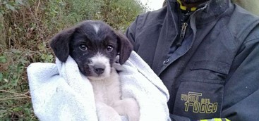Vigili del fuoco mettono in salvo un cucciolo di cane