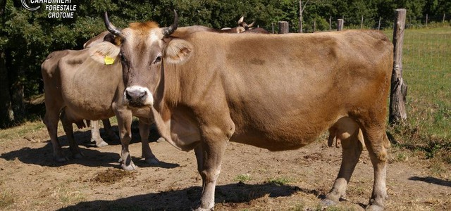 Pascolo abusivo, denunciate due allevatrici