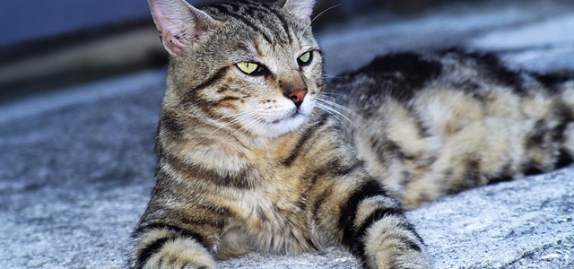 Strage di gatti in Calabria - la denuncia degli animalisti