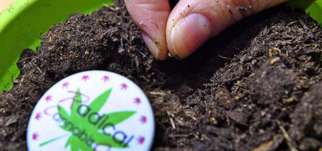 Cannabis, polemiche su nuovo testo. Relatore lascia