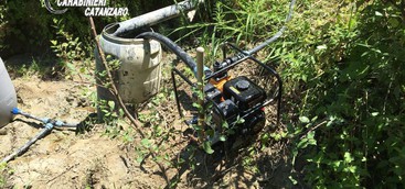 Scoperte 300 piante di canapa nel Catanzarese (VIDEO)