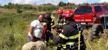 Pecora cade in un dirupo, salvata dai Vigili del Fuoco (FOTO)