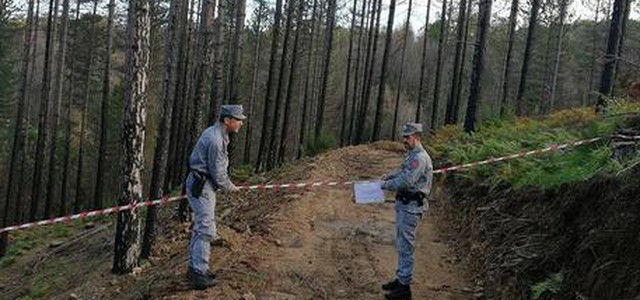 Taglio irregolare in bosco, 9 denunciati