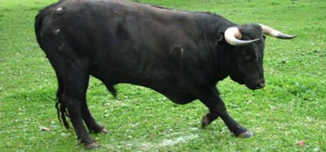 Toro semina panico a Reggio Calabria, abbattuto