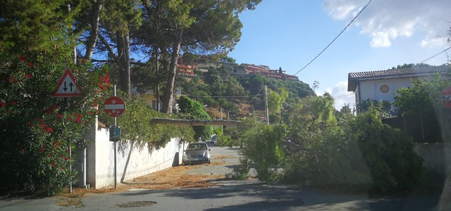 Flash - Cade albero per il forte vento nel Catanzarese