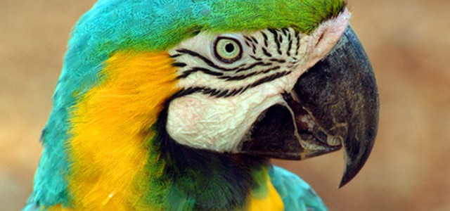 Traffico animali protetti, 7 arresti 