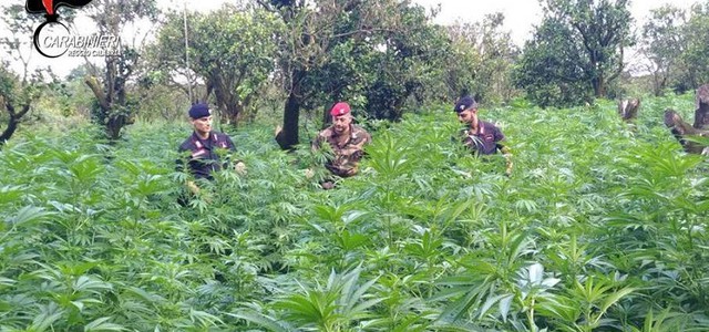 Sequestrate oltre 200 piante di canapa indiana a San Luca