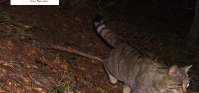 Gatto selvatico catturato dalle foto trappole in Aspromonte
