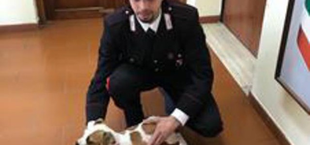 Cucciolo rapito ritrovato dai carabinieri