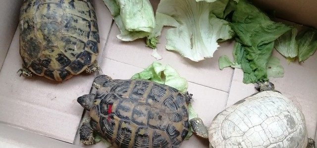 DETENEVA ILLEGALMENTE TRE TARTARUGHE PROTETTE E DUE VIPERE