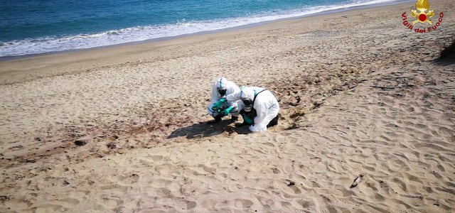Fusto in avanzato stato di degrado trovato sulla spiaggia di Roccelletta (VIDEO)