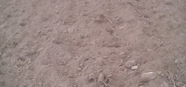 Emergenza Cinghiali: Coldiretti, gli Enti Parco non sono esenti da responsabilità