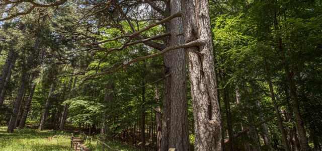 FAI, WORKSHOP DI BIOENERGETICA