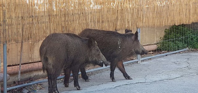 Abbattuti due cinghiali che girovagavano per le vie di Montepaone