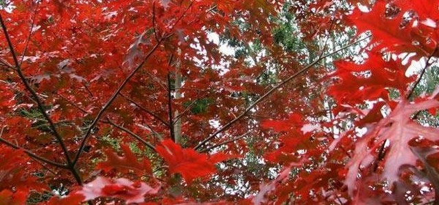 Gli alberi siti in via Conti Falluc saranno sostituiti con 200 nuove piante di quercia rossa