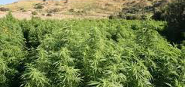 Droga:scoperta piantagione marijuana,due arresti