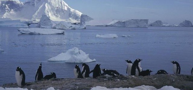 Sos pinguini di Adelia, da 18mila coppie solo 2 neonati
