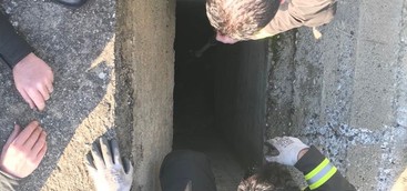Cucciolo di cane in pozzetto, salvato dai vigili del fuoco
