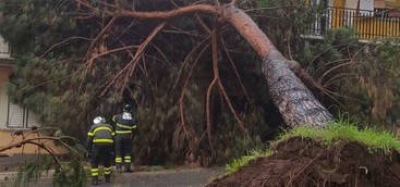Albero cade su palazzo, nessun ferito
