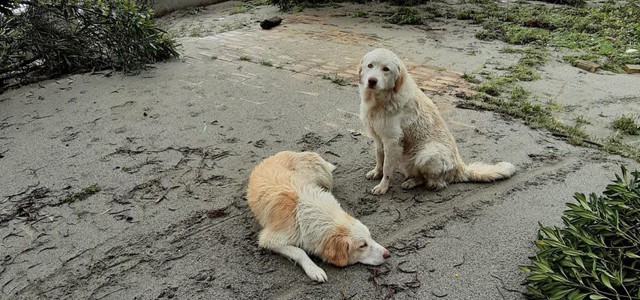 COVID 19: VitAmbiente da vita al pronto soccorso veterinario