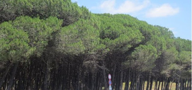 Circolo "Almirante" di FdI: "Ancora una volta la pineta di Giovino a Ferragosto teatro del festival dell’inciviltà."
