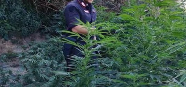 Scoperta piantagione di canapa indiana