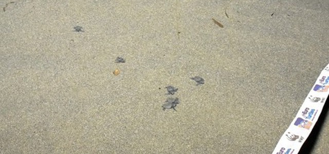 Schiusa delle tartarughe Caretta Caretta a Sibari