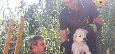 Salvato cucciolo di cane a Sellia Marina