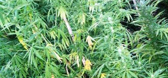 Scoperta piantagione di canapa "olandese nana" nel Reggino: 2.500 piante scovate dai carabinieri