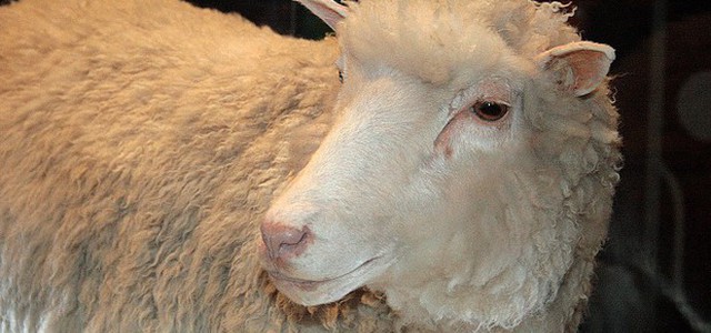 Dolly continua a sorprendere, non aveva l'artrite