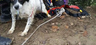Salvato un cucciolo Bretone caduto in un dirupo di oltre 100 metri