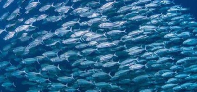 Ecosistemi marini: pubblicato il bando del Programma operativo Feamp