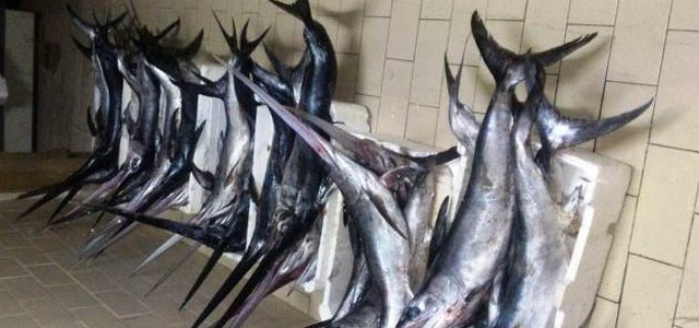 Pesce spada e attrezzi da pesca sequestrati dalla Guardia Costiera