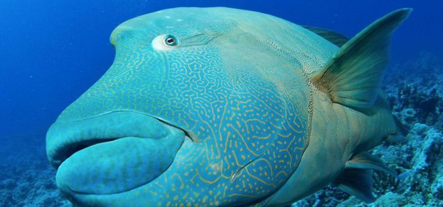 Brevettata la vita di metà oceano