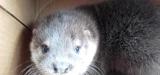 Cucciolo di lontra trovato in Calabria