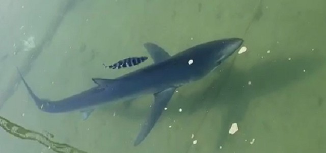Verdesche sul litorale tirrenico calabrese (VIDEO)