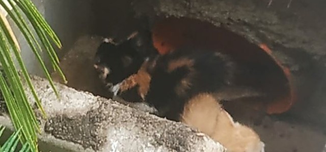 Gatti cadono in canale interrato nel Catanzarese, salvati dai vigili del fuoco