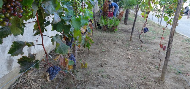 La vendemmia al carcere di Catanzaro