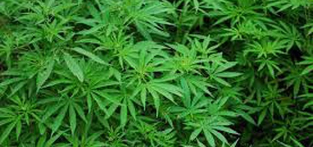 Scoperte 1800 piante cannabis nel reggino