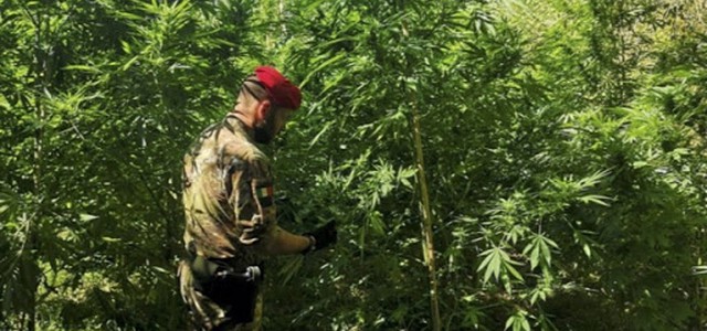 Rinvenute e distrutte piantagioni di droga nel Reggino